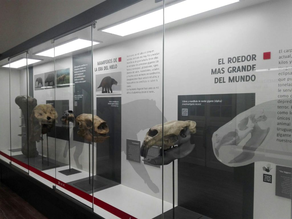 Museo Historia Natural - Maior roedor do mundo