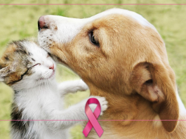 câncer de mama - cães e gatos