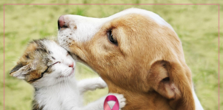 câncer de mama - cães e gatos