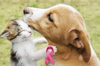 câncer de mama - cães e gatos