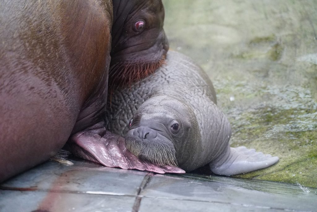 Bebê morsa nasce no SeaWorld Orlando